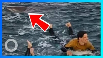 Descargar video: Shark Attack: Peselancar diikuti hiu dari belakang sebelum digigit! - TomoNews