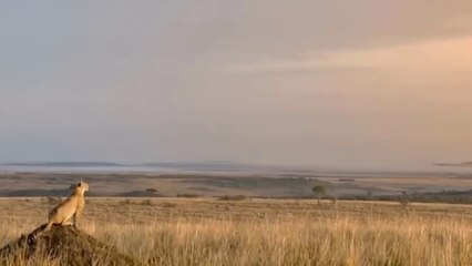 Lion Vs Jaguar - Wild Animals Documentary  _2018 _HD