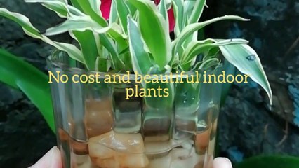 how to plant Spider plant in just 3 ways in water for indoor decor| easiest and no cost decoration