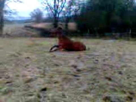 Vincennes qui se roule