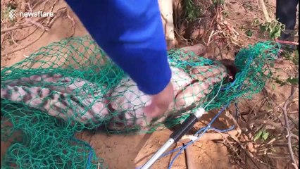 Forest officials in northern India rescue hyena trapped in wire fence around village