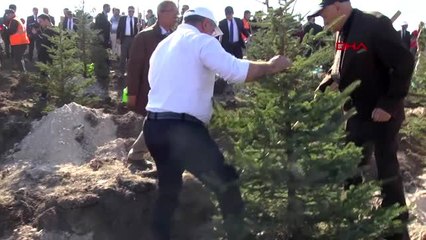 ÇORUM ÇORUMLULARIN REKOR DENEMESİNDEKİ FİDANLAR YEŞERDİ