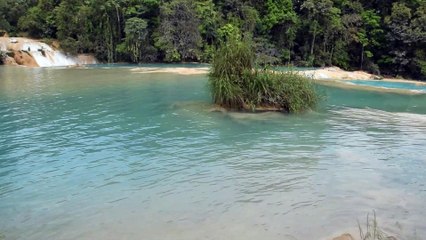 Crocodiles sur la rivière maya