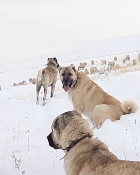 KANGALLAR HERDAiM GOREVLERi BASINDA - KANGAL SHEPHERD DOG MiSSiON