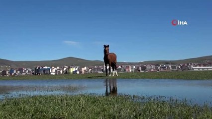 Sular altında kalan ovada balık avı