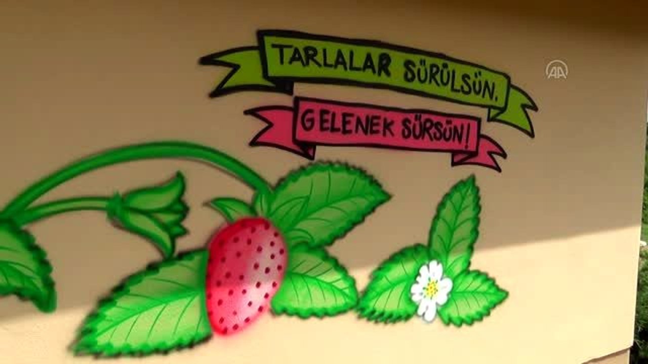 Pazara inmeden alıcı bulan Osmanlı çileğinde rekolte artışı