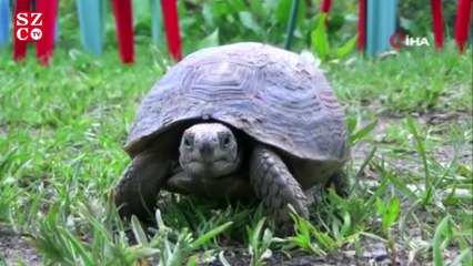 Evini hayvanat bahçesine çevirdi