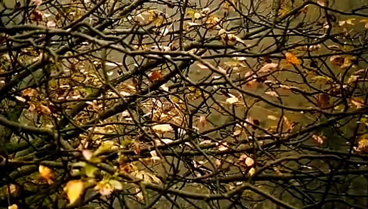 Prophète Issa (SWS)  Ep15: Jésus s’oppose aux rabbins du Temple et annonce l’arrivée d’Ahmed, descendant d’Ismaël.