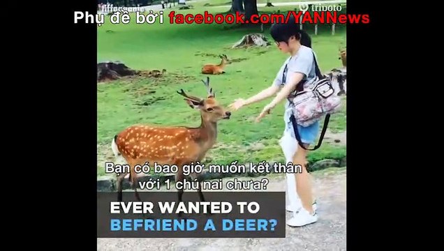 Công viên với hàng ngàn con nai tại nhật bản