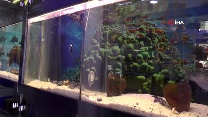 Süs hayvanlarına talep arttı