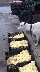 dê ăn thịt gà con như nhai cỏ