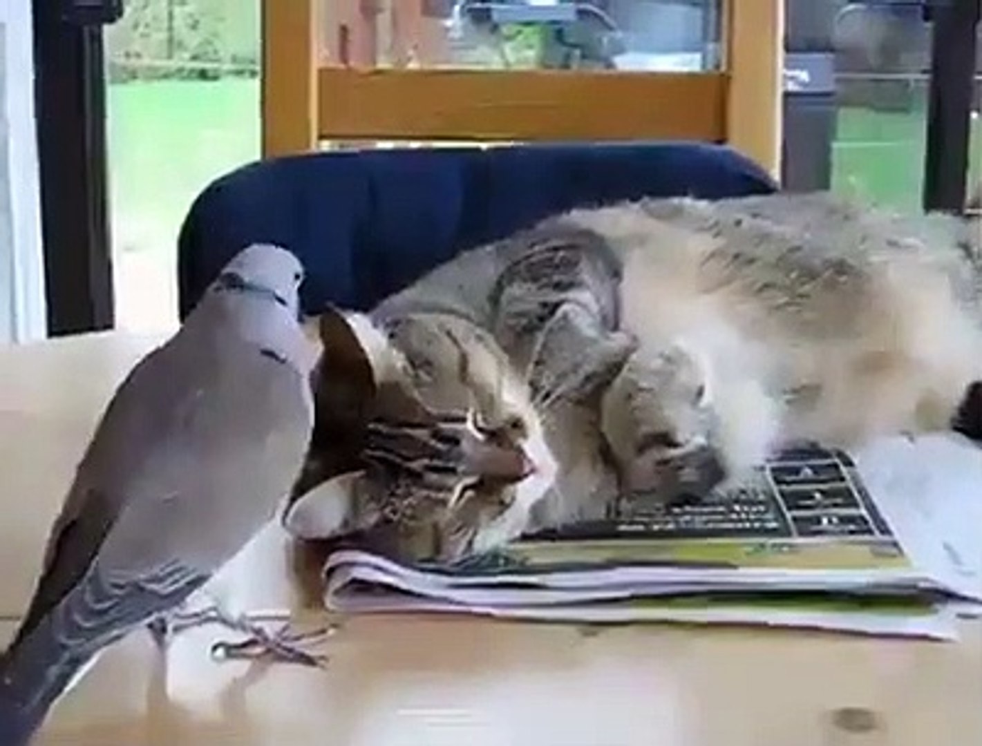 ⁣funny videos cats, cat, ragdoll, bengal cat, british shorthair, persian cat, savannah cat, siamese c