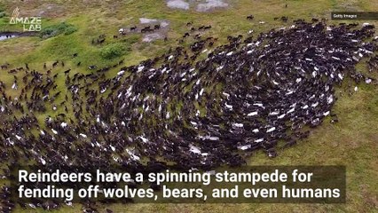 Reindeer Cyclones Make it Super Hard for Hunters to Hit Them