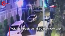 Artvin'de polis ekipleri şehre inen ayıyı kovaladı