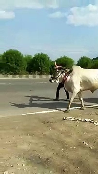 'मजबूर मजदूर'- घर जाना था, रास्त में बैल मर गया, तो दूसरी तरफ से बैलगाड़ी खींचने को हुए महिला पुरुष