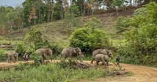 Avec l'absence de touristes, les éléphants thaïlandais retournent dans leurs habitats naturels