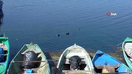 Beyşehir Gölü'nde otomobil lastiğine yuva yapan sakarmekeler renkli görüntüler oluşturuyor