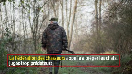 La Fédération des chasseurs appelle à piéger les chats, jugés trop prédateurs