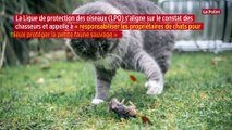 La Fédération des chasseurs appelle à piéger les chats, jugés trop prédateurs