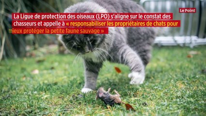 La Fédération des chasseurs appelle à piéger les chats, jugés trop prédateurs
