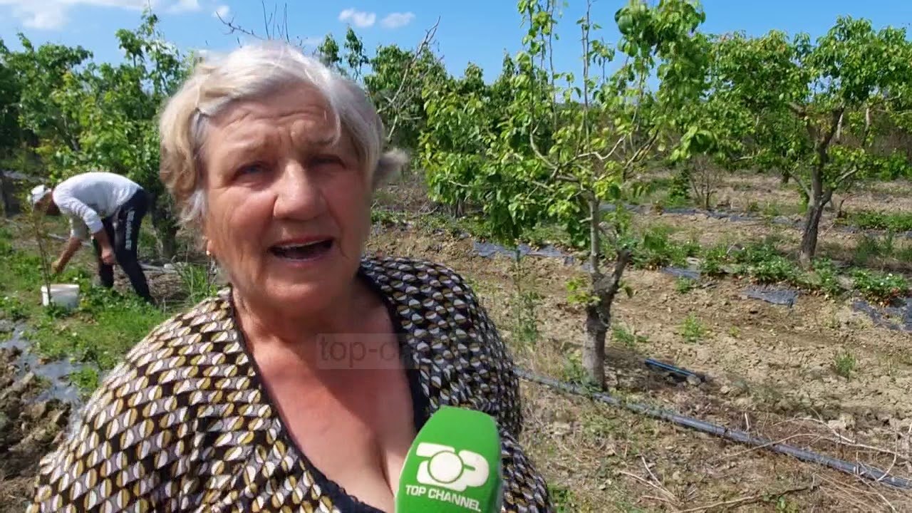 Luleshtrydhet e pandemisë/ Fermerja në Vlorë vjel vetë, izolimi e pengoi të merrte punëtorë