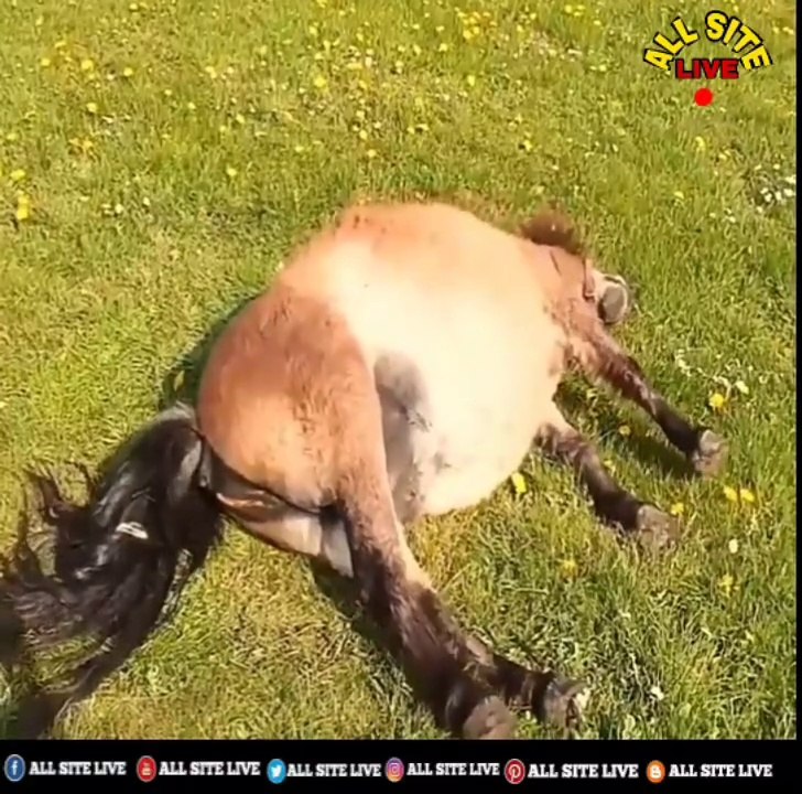 সন্তান জন্ম দেওয়ার যে কি কষ্ট তা এই ভিডিও দেখলে বুঝাযায়