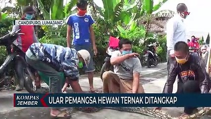 Ular Pemangsa Hewan Ternak Ditangkap Warga