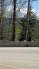 Bear Cub Learning How to Climb Barrier