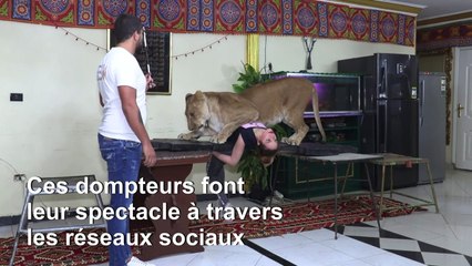 Au Caire, l'art de dompter un lion chez soi au temps du coronavirus
