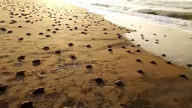 Des milliers de bébés tortues se pressent vers l'océan