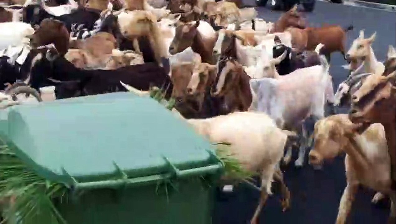 Un troupeau de chèvres s'échappe et envahit les...