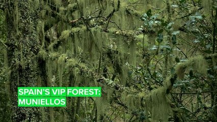Muniellos: One of the most exclusive forests in the world
