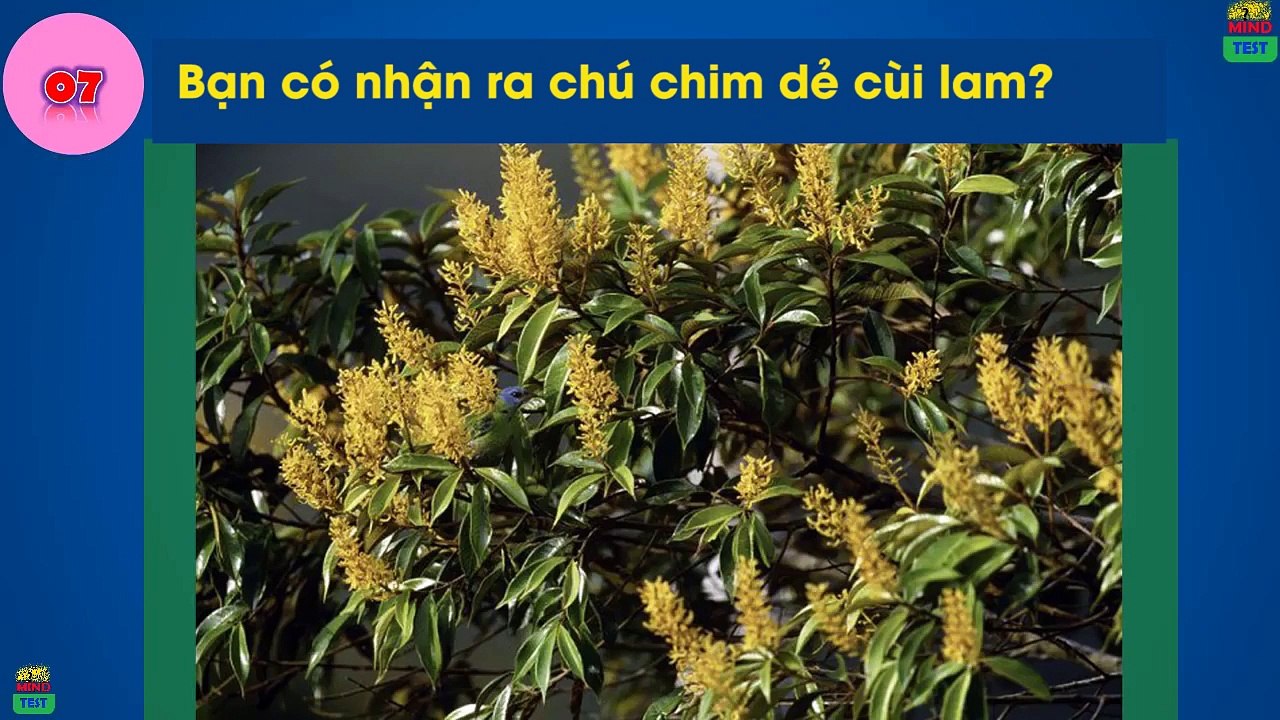 Thử tài tinh mắt: Hiếm ai có thể nhìn thấy tất cả các con vật đang ẩn náu trong ảnh