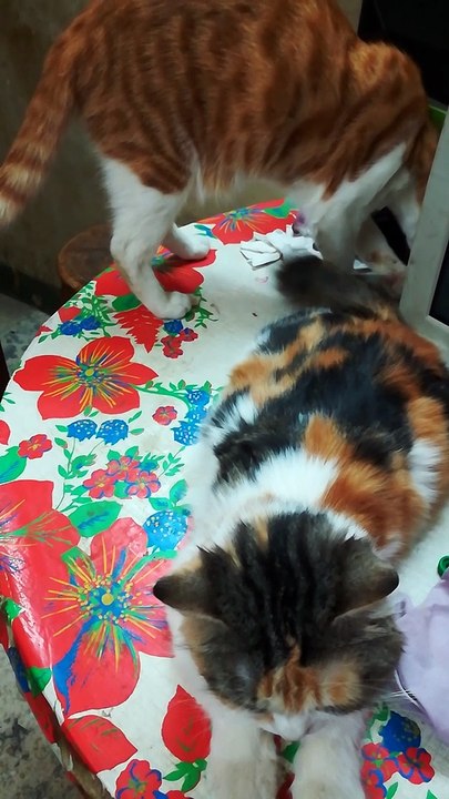 Funny Son Play With Mother Tail