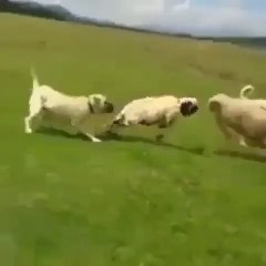 COBAN KOPEGi KOC VS AYIRMA - SHEPHERD DOG and RAM SEPARATiNG the FiGHT