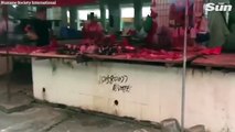 Cảnh tượng kinh hoàng bên trong các lò mổ ở Trung Quốc