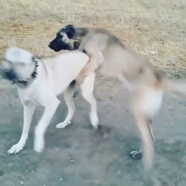 KANGAL ve COBAN KOPEGi BiRLiKTE SEViMLi OYUNLAR...