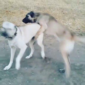 KANGAL ve COBAN KOPEGi BiRLiKTE SEViMLi OYUNLARI - KANGAL DOG and ANTOLiAN SHEPHERD DOG TOGETHER PLAY GAME