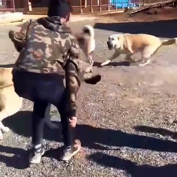 KANGAL ve COBAN KOPEKLERi VS - KANGAL DOGS and ANTOLiAN SHEPHERD DOG VS