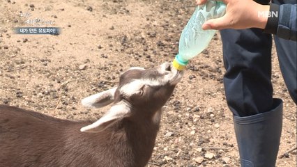 ♥귀여운 네발 친구들 식사 시간…♥