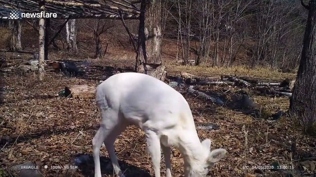 Rare white roe deer spotted hunting for food in northern China