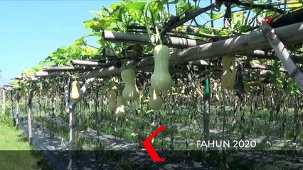 Indonesia Butuh 300.000 Petani Untuk Garap Area Persawahan Baru