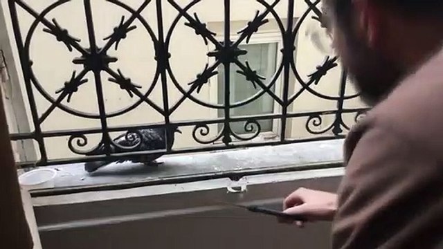 Homem ganha confiança com pombo à janela de casa para o conseguir ajudar