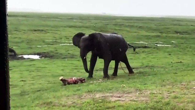 Un troupeau d'éléphants vient fêter la naissance d'un bébé