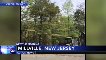 Cette arbre renferme une petite surprise : quantité impressionnante de pollen