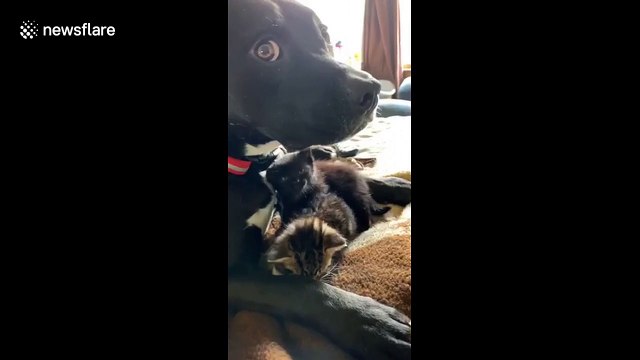 Formerly abused pit bull was terrified until he met these foster kittens