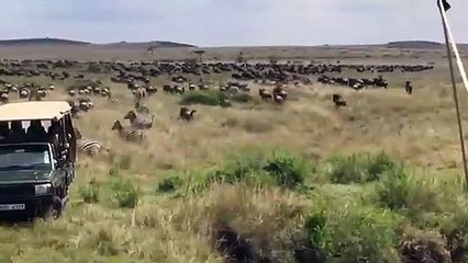 Une zébrelle sauve son petit de l'attaque d'une lionne