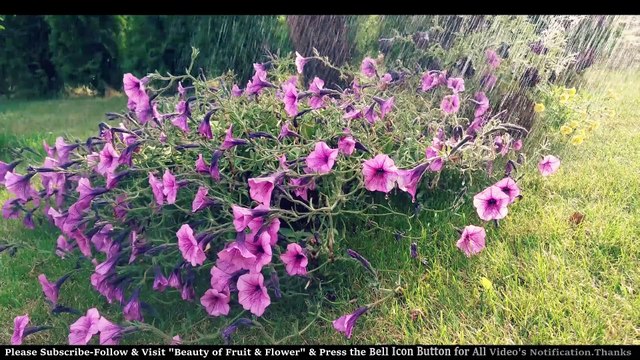 Most Beautiful Flowers with Rain Drops (Part-1) II Rain Drops on Flowers with Soft Music II Beauty of Fruit & Flower