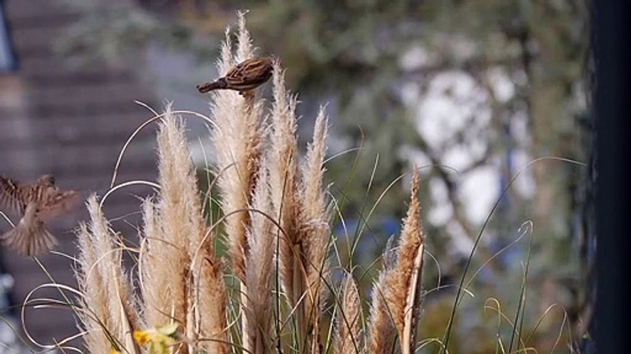 Sparrows - 36420