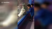 Ce renard des neiges veut jouer avec des enfants au Zoo... trop mignon